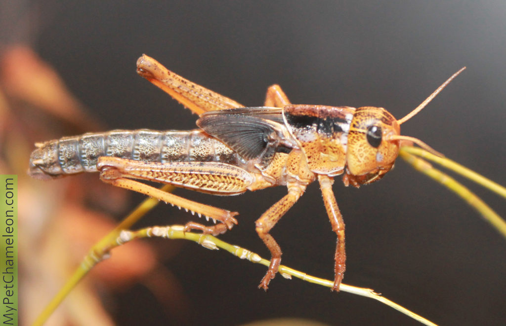 Keeping Feeder Insects Alive And Healthy My Pet Chameleon